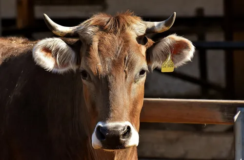 Été à la ferme : 14 agriculteurs meurthe-et-mosellans ouvrent les...